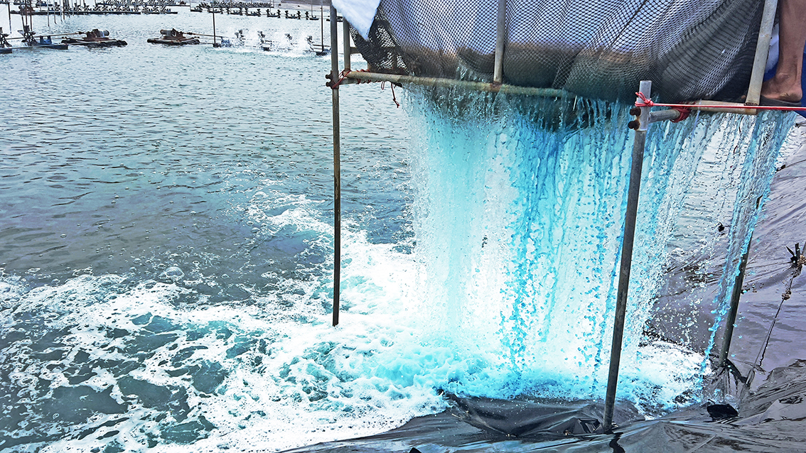 Shrimp Farm Expansion in Surat Thani, Thailand Shrimp Farm Expansion in Surat Thani, Thailand