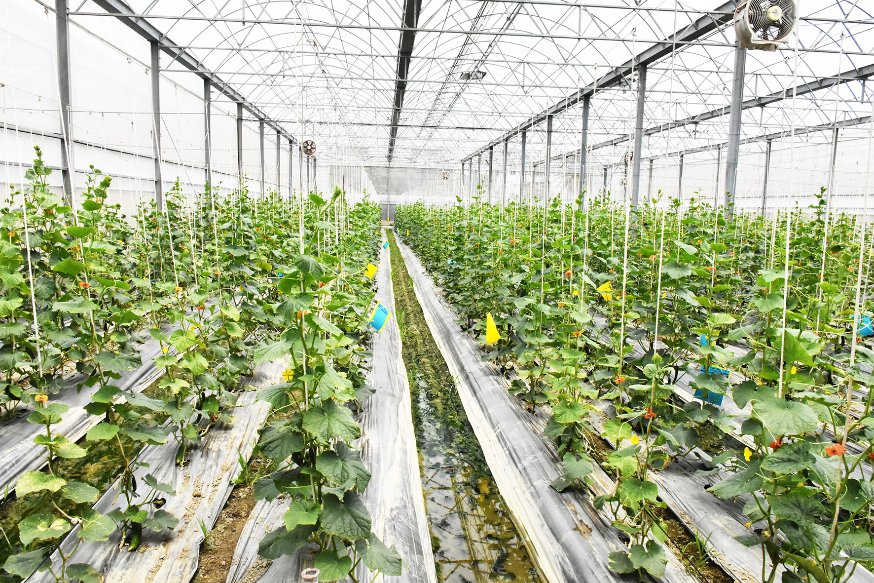 Circular Agriculture Wastewater Treatment in Pingtung, Taiwan
